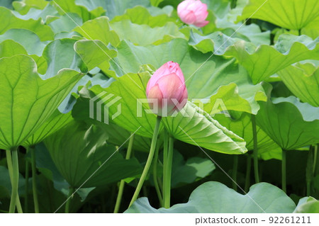 蓮花 蓮花 92261211