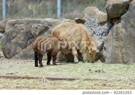 Parent and child of Golden Takin Parent and child of Golden Takin 92261263