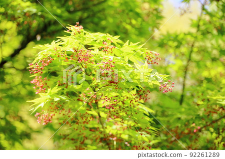 Iohamomojiji的萌芽 Iohamomojiji的萌芽 92261289