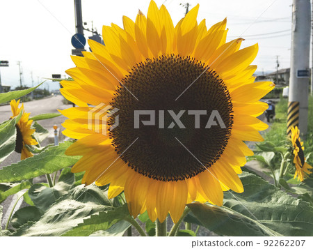 開花在郊區十字路口的花壇的向日葵花 開花在郊區十字路口的花壇的向日葵花 92262207