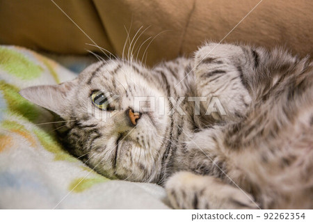 你想養的排名靠前的貓 美國短毛貓 你想養的排名靠前的貓 美國短毛貓 92262354