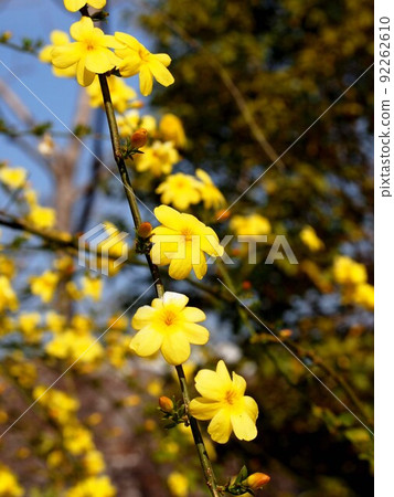 春日陽光下的鰲拜(公園裡的藍天黃梅) 春日陽光下的鰲拜(公園裡的藍天黃梅) 92262610