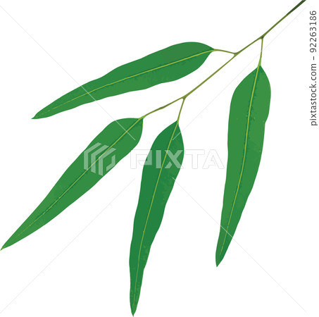 Abstract Eucalyptus leaves isolate on a white background 92263186