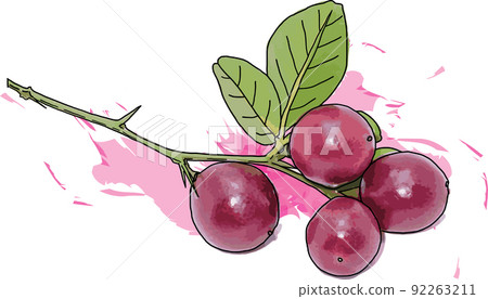Abstract of Lime Berry on branch with leaf on color spread background. Abstract of Lime Berry on branch with leaf on color spread background. 92263211