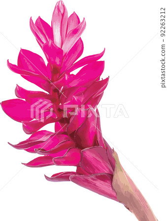 Abstract the beautiful tropical ginger flower on white background. Abstract the beautiful tropical ginger flower on white background. 92263212