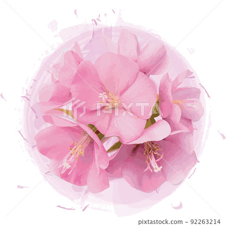 Abstract Pink flower of dombeya tree on pink circle paint background. Abstract Pink flower of dombeya tree on pink circle paint background. 92263214