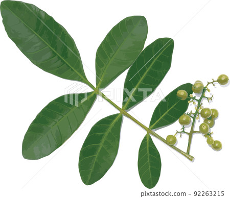 Abstract leaf and seeds of Brazilian Pepper-tree on white background. Abstract leaf and seeds of Brazilian Pepper-tree on white background. 92263215
