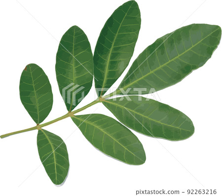 Abstract leaf of Brazilian Pepper-tree. Abstract leaf of Brazilian Pepper-tree. 92263216