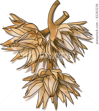 Abstract Spanish Cherry, Tanjong tree, Bullet wood flowers on white background. 92263236
