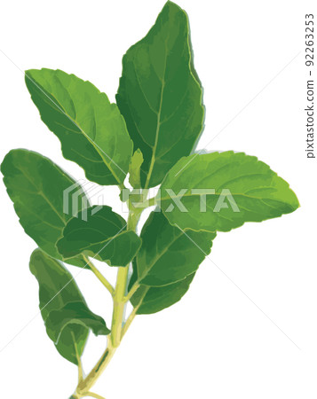 Abstract of Holy basil or Thai basil leaf on white background. Abstract of Holy basil or Thai basil leaf on white background. 92263253