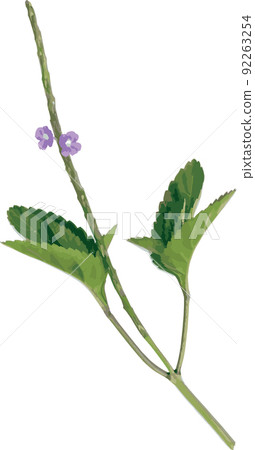 Flower and leaves of Brazilian Tea, Bastard Vervain, Jamaica False Veravin, Arron's Rod plant 92263254