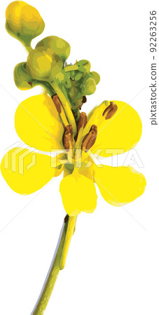 Abstract of Cassod tree or Senna siamea with color spread on white background. Abstract of Cassod tree or Senna siamea with color spread on white background. 92263256