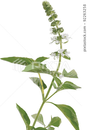 Hairy Basil flower and leaves on white background. Hairy Basil flower and leaves on white background. 92263258
