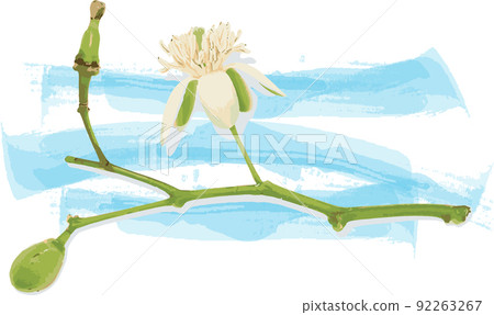 Abstract of Bengal Quince flower on color paint with white background. 92263267