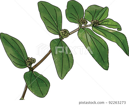 Garden Spurge leaves on white background. Garden Spurge leaves on white background. 92263273