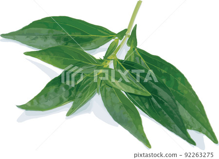 Abstract of Andrographis paniculata plant on white background Abstract of Andrographis paniculata plant on white background 92263275