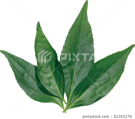 Abstract of Andrographis paniculata plant on white background Abstract of Andrographis paniculata plant on white background 92263276