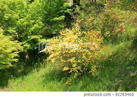 Yamaboki花 92263408