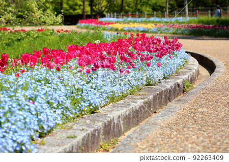 鬱金香花 92263409