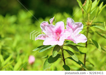 平戶杜鵑花 92263411