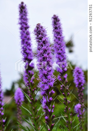 麒麟菊(麒麟菊) 麒麟菊(麒麟菊) 92263781