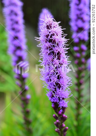 麒麟菊(麒麟菊) 麒麟菊(麒麟菊) 92263782