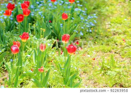 鬱金香花 鬱金香花 92263958