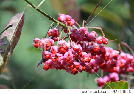 Mayumi（愛知縣名古屋市東區德川園/德川町） 92264608