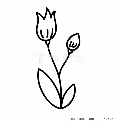 Wild bellflower or lily flower. Contour icon. 92264647
