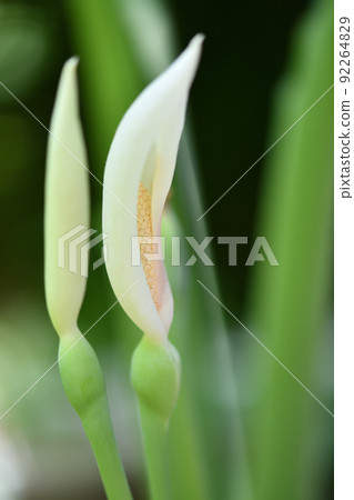Colocasia gigantea 花和芽 92264829