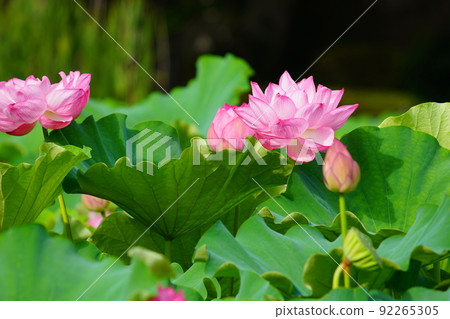 上野不忍池盛開的荷花 92265305