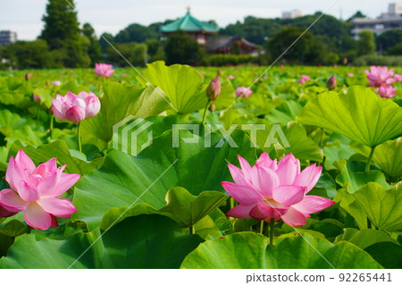 Lotus flowers blooming in Shinobazu Pond in Ueno 92265441