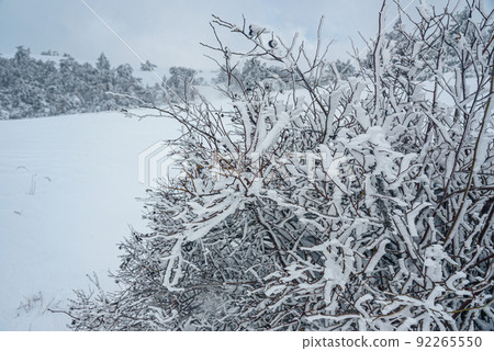Snow covered bush on mountain Ai-Petri after blizzard. Crimea Snow covered bush on mountain Ai-Petri after blizzard. Crimea 92265550