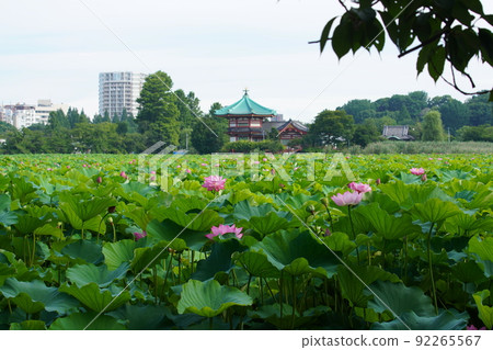Lotus flowers blooming in Shinobazu Pond in Ueno 92265567