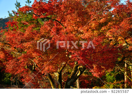 京都晨光照亮的秋葉 92265587