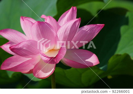 Lotus flowers blooming in Shinobazu Pond in Ueno 92266001