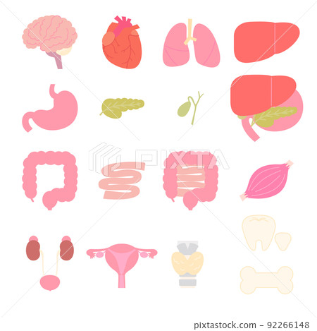 Simple and cute internal organs set 92266148