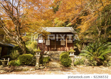 Bucheon Valley │ Tomigawa Mannen no Mori Autumn Leaves [Tomigawamachi, Isahaya City, Nagasaki Prefecture] 92266532