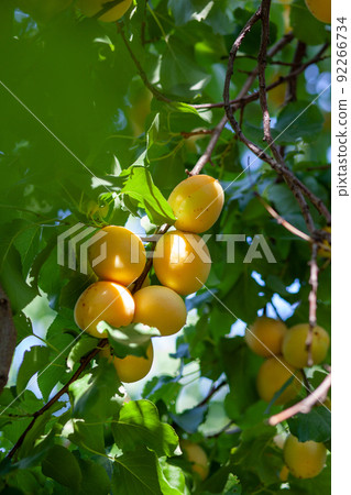Apricots on apricot tree. Summer fruits. Ripe apricots on a tree branch. Close up 92266734