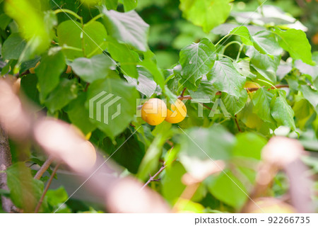 Apricots on apricot tree. Summer fruits. Ripe apricots on a tree branch. Close up Apricots on apricot tree. Summer fruits. Ripe apricots on a tree branch. Close up 92266735