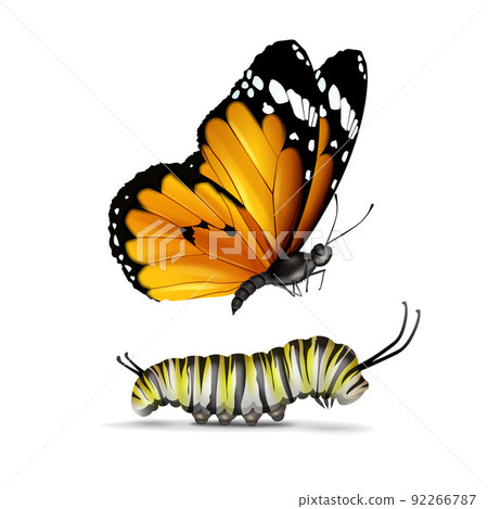 Plain Tiger butterfly and caterpillar 92266787