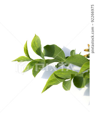 藍莓葉 藍莓葉 92266975