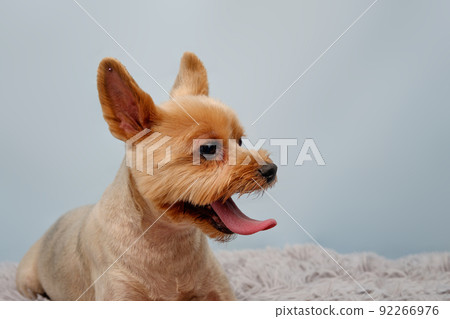 Charming Yorkshire terrier close-up on a blue background 92266976
