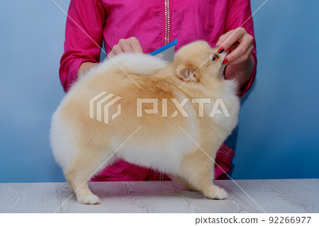 The groomer holds the dog's muzzle and combs the tail back to demonstrate the haircut 92266977