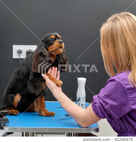 Groomer woman grooming cocker spaniel in dog salon 92266978