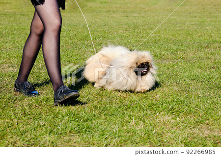 Beautiful Pekingese dog on a walk on the green grass Beautiful Pekingese dog on a walk on the green grass 92266985