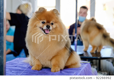 Spitz dog sits after grooming on the table in the salon. Spitz dog sits after grooming on the table in the salon. 92266992