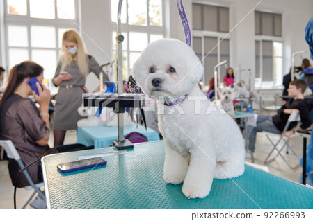 Bichon Frize sits on a grooming table in a beauty salon Bichon Frize sits on a grooming table in a beauty salon 92266993