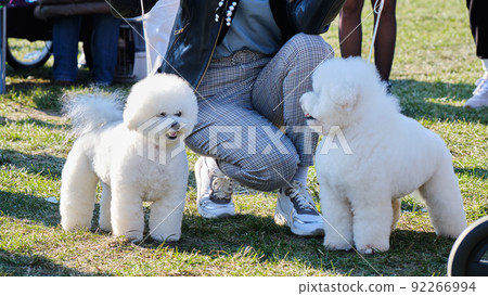 Two dogs Bichon fries at the show in the haircut pedigree grooming Two dogs Bichon fries at the show in the haircut pedigree grooming 92266994