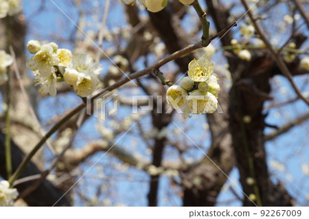 Plum blossom  92267009
